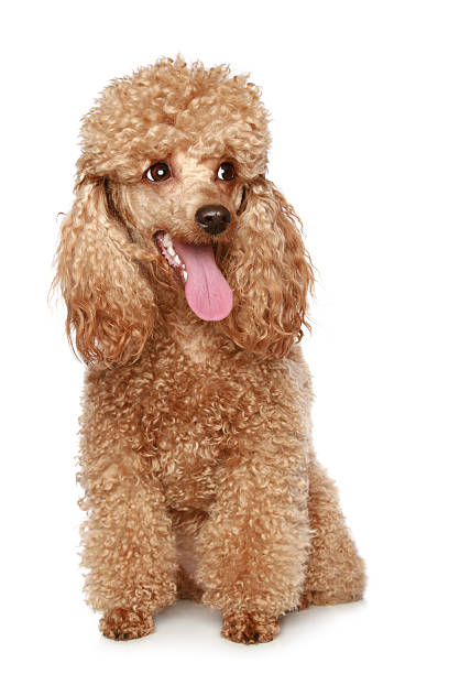 istock Apricot poodle puppy 106527375