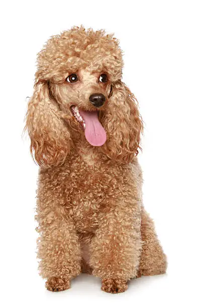 Photo of Apricot poodle puppy