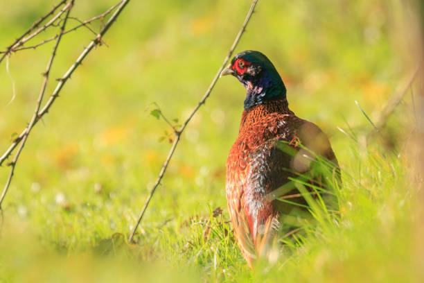 istock Male pheasant Phasianus colchicus foraging on a field 1065273908