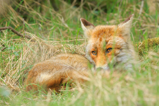istock Close-up of a wild red fox (vulpes vulpes) resting and relaxing 1065273944