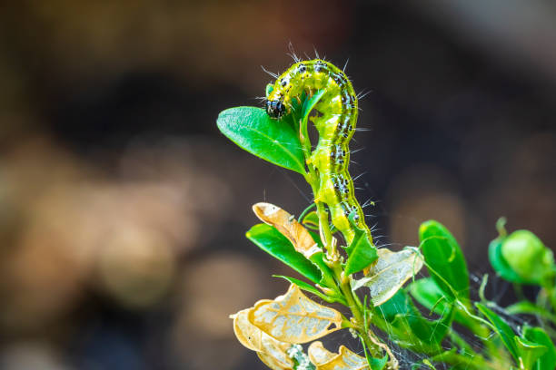Box tree moth caterpillar, Cydalima perspectalis, closeup Closeup of a Box tree moth caterpillar, Cydalima perspectalis, feeding on leaves. An invasive species in Europe and has been ranked the top garden pest. moth larvae pictures pictures stock pictures, royalty-free photos & images