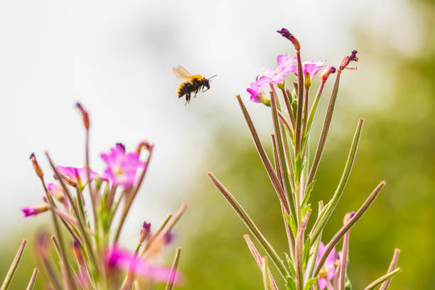 mel de abelha inseto apis mellifera polinização em flores rosa - awe fly flower pollen - fotografias e filmes do acervo