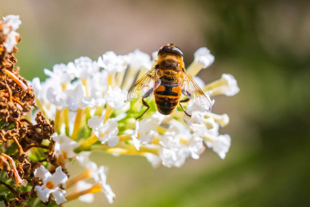 istock Myathropa florea hoverfly pollination on white flowers 1065273962