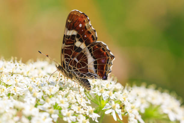 istock The map butterfly araschnia levana close-up portrait side view 1065273970