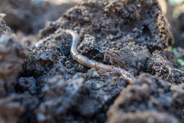 istock Fat worm crawling on the ground. The worm improves the soil 1065274640