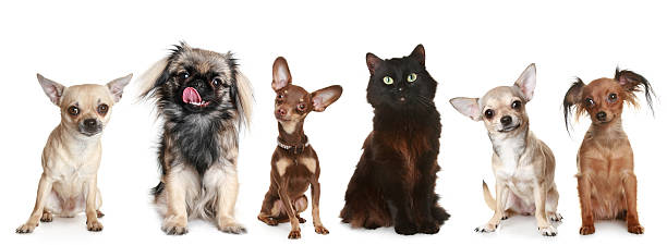 istock Group of small dogs and a cat 106527549