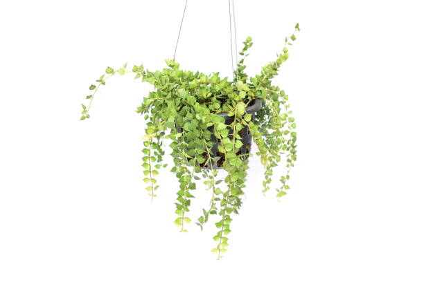 istock green plant hanging isolated collection on white background 1065276722