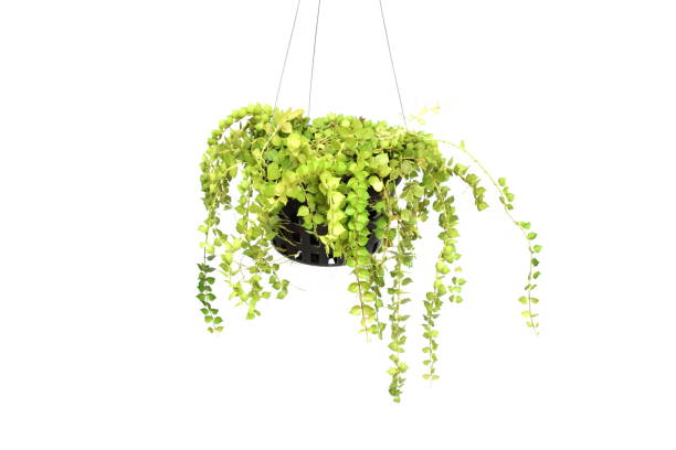 istock green plant hanging isolated collection on white background 1065276740