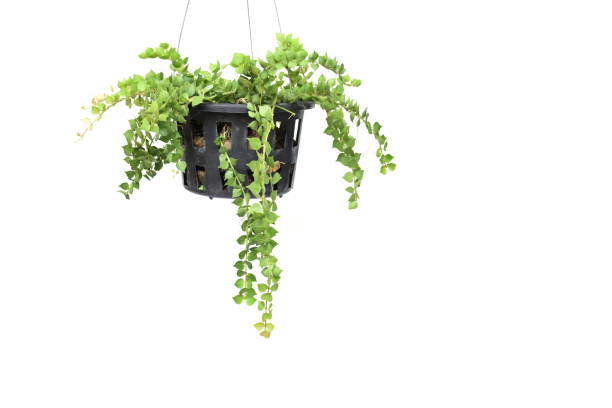 istock green plant hanging isolated collection on white background 1065276770