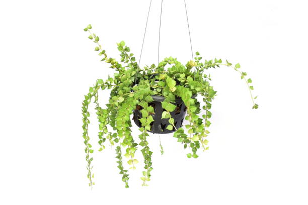 istock green plant hanging isolated collection on white background 1065276796