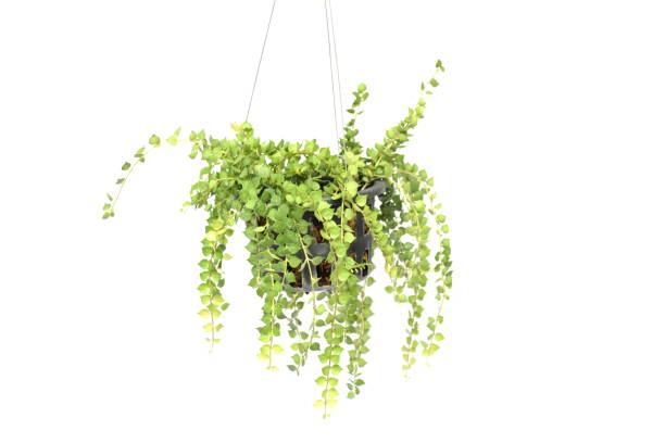 istock green plant hanging isolated collection on white background 1065276818