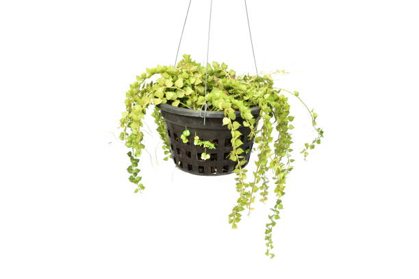 istock green plant hanging isolated collection on white background 1065276826