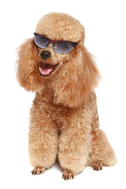 istock Apricot poodle in dark sunglasses 106527685
