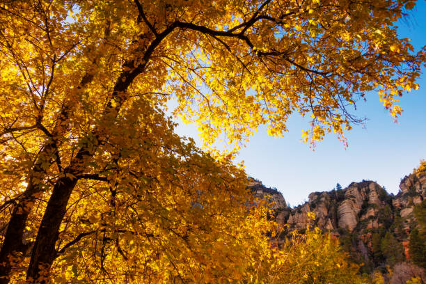 istock Sedona,  Arizona, a tree changing in fall colors. 1065278380
