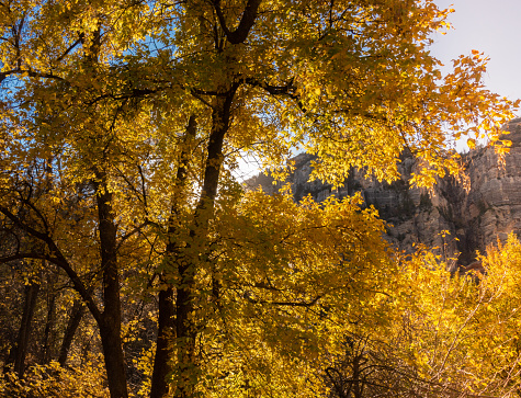 Sedona,  Arizona, a tree changing in fall colors.