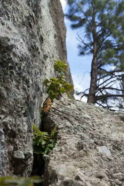 plants growing between rocks on a cliff