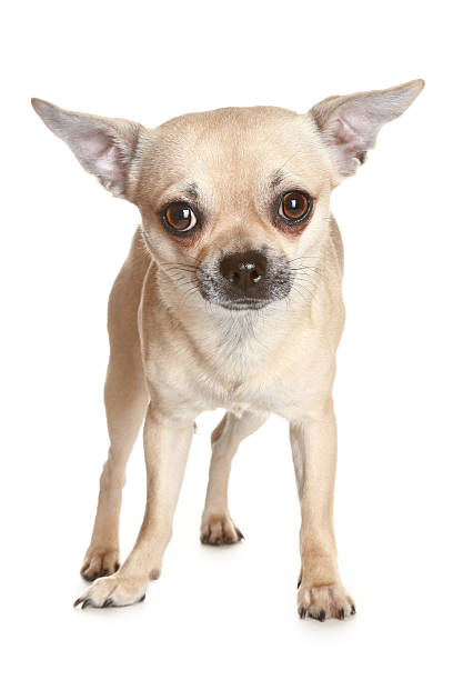 istock Chihuahua dog 106527927
