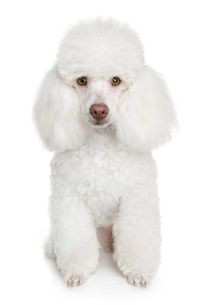 istock White poodle puppy 106527960
