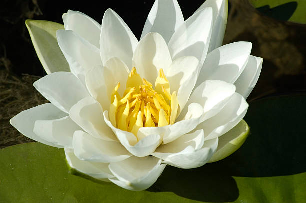 istock Water Lily Flower in a Pond 106527978