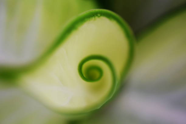 istock green leave spiral nature abstract background 1065280270