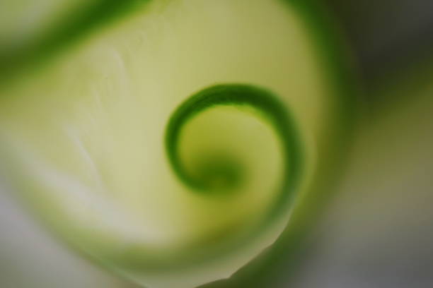 istock green leave spiral nature abstract background 1065280286