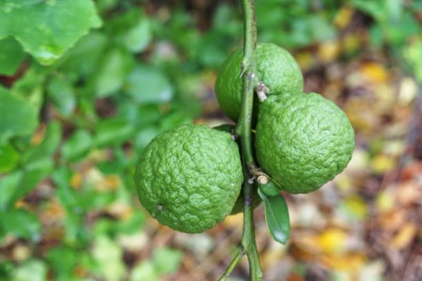 istock Citrus hystrix  fruit in nature garden 1065280406
