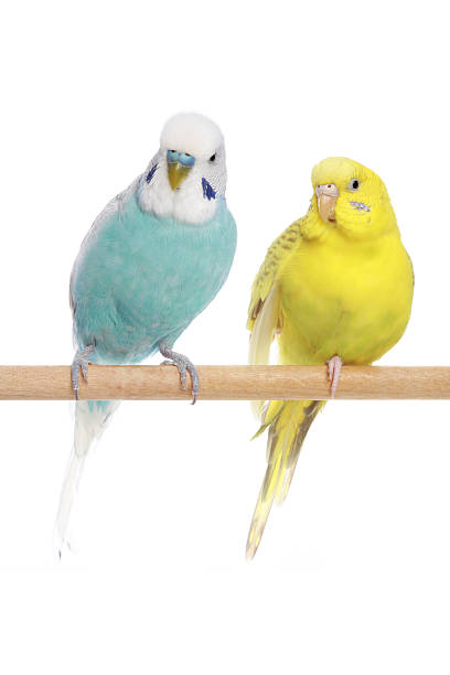 istock Blue and yellow budgerigars on a branch 106528055
