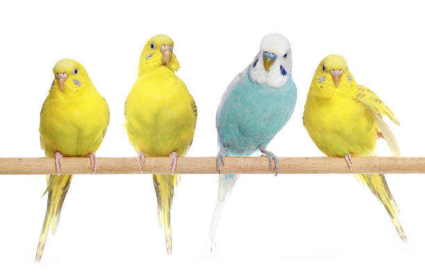 istock Blue and three yellow budgerigars on a branch 106528063