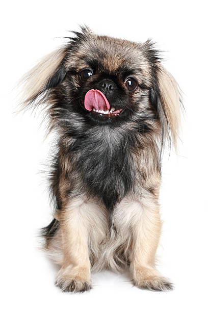 istock Pekingese dog licking nose 106528065