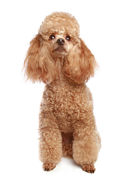 istock Apricot poodle puppy 106528071