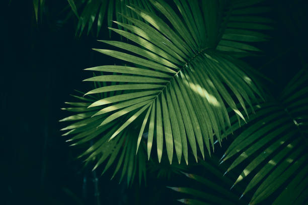 istock sunlight shining on tropical leaves, nature background 1065280736