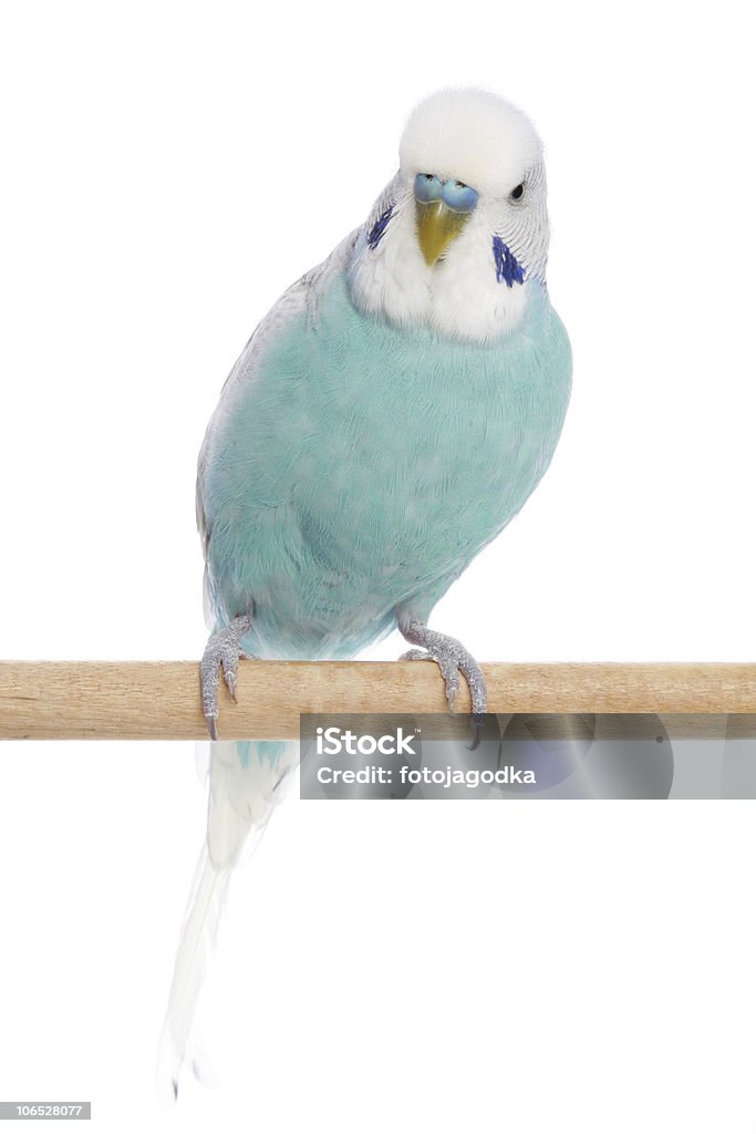 Blue budgerigar on a branch  Animal Stock Photo