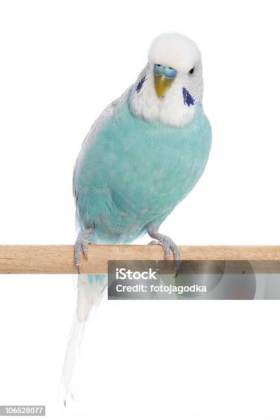 Blue Budgerigar On A Branch Stock Photo - Download Image Now - Animal, Animal Wildlife, Beak