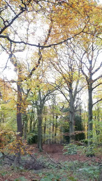 Leaves in the Fsll. Woodland scene