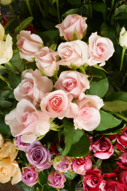 istock close up of colorful rose 1065280896