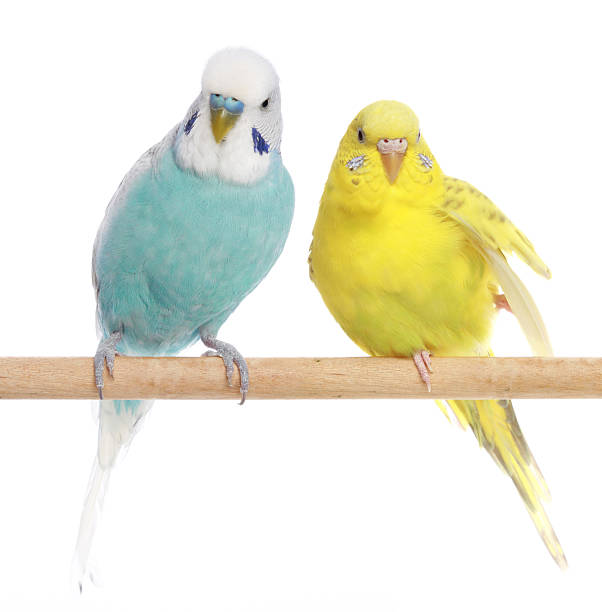 istock Blue and yellow budgerigars on a branch 106528090