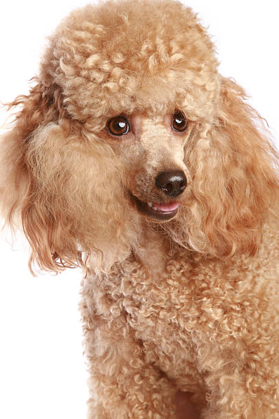 istock Apricot poodle puppy 106528099