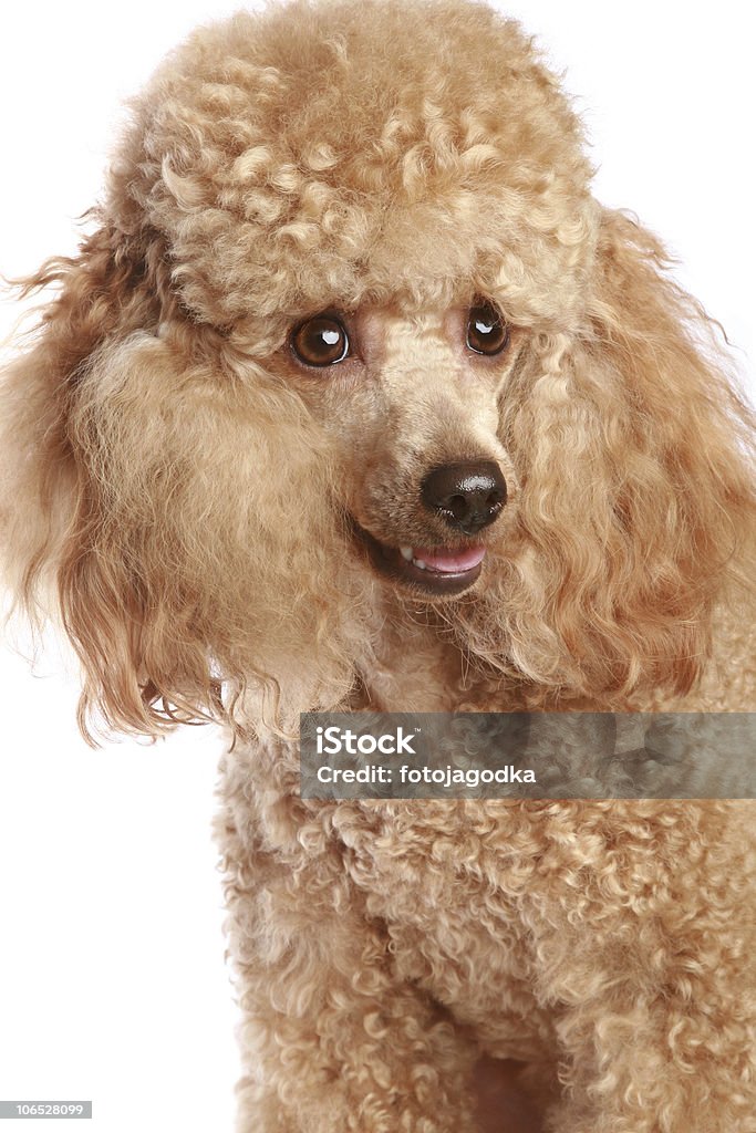 Apricot poodle puppy  Animal Stock Photo