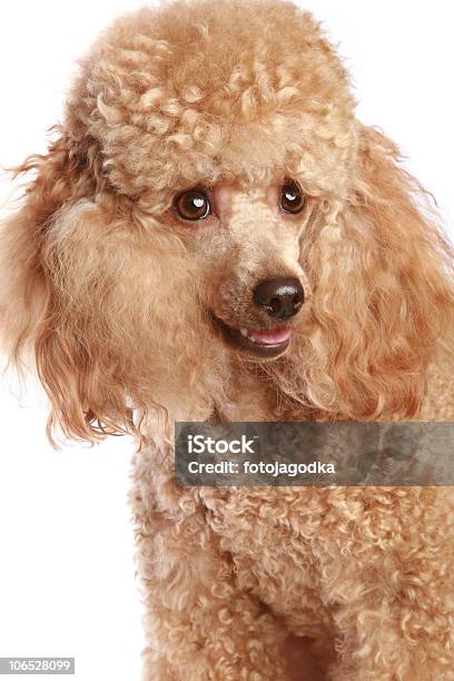 Apricot Poodle Puppy Stock Photo - Download Image Now - Animal, Brown, Color Image