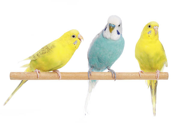 istock Blue and two yellow budgerigars on a branch 106528101