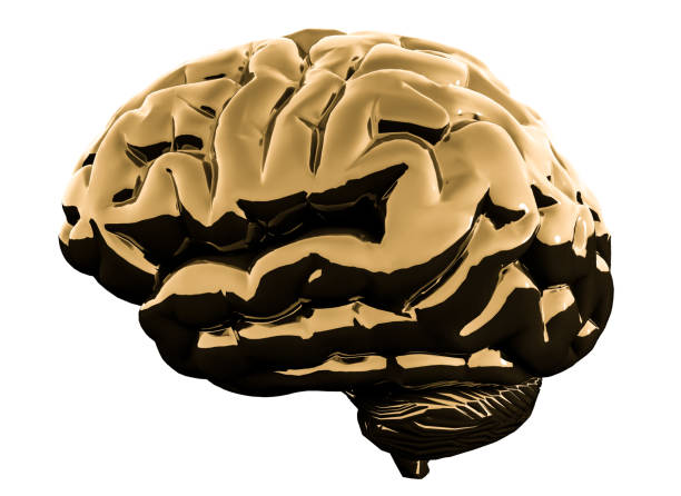 istock Golden glossy brain isolated on a white background. 3D illustration 1065282366