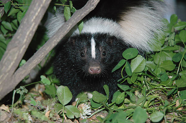 скунс фото, глава shot close-up - skunk стоковые фото и изображения