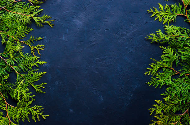 istock Christmas Tree fir Branches on black background. View from above. 1065283600