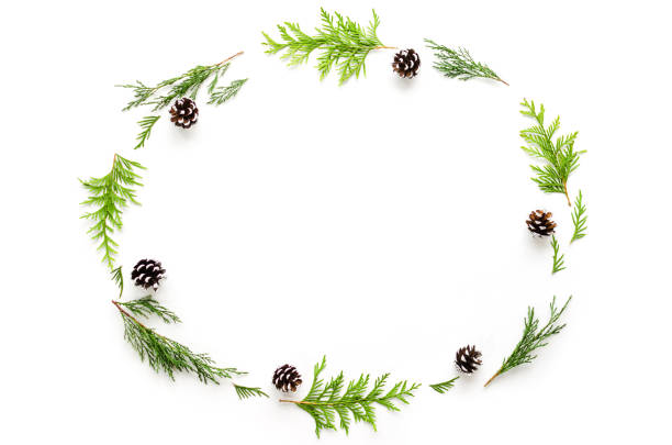 istock Christmas composition. Fir and thuya tree branches with pine cones on white background. 1065284704