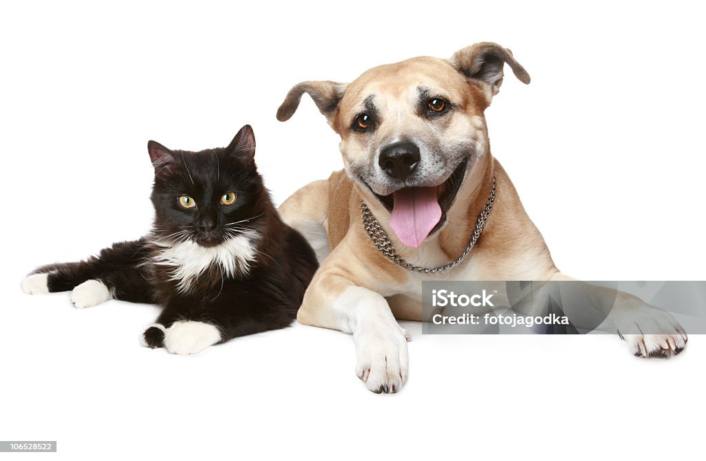 Depiction of a cat and dog laying together Portrait of a cat and dog. Isolated on a white background Dog Stock Photo
