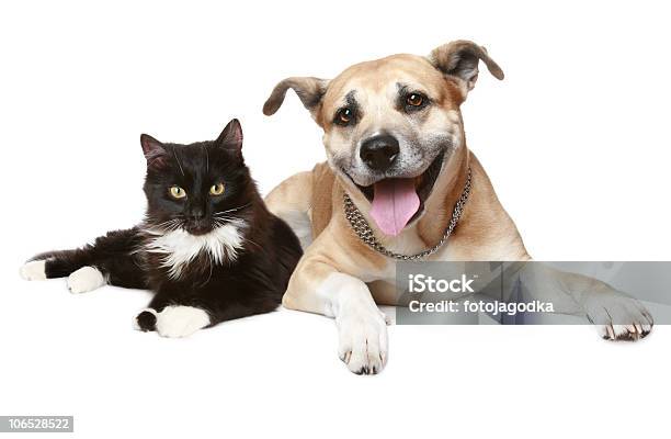 Depiction Of A Cat And Dog Laying Together Stock Photo - Download Image Now - Dog, Domestic Cat, Playful