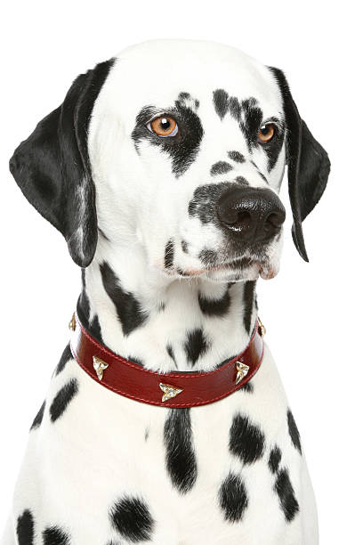istock Dalmatian puppy portrait 106528560