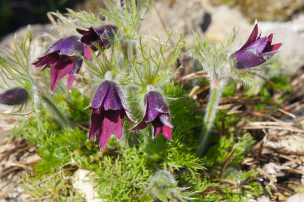 Pulsatilla ludoviciana or anemone patens or aasqueflower purple flowers Pulsatilla ludoviciana or anemone patens or aasqueflower purple flowers anemone ludoviciana stock pictures, royalty-free photos & images