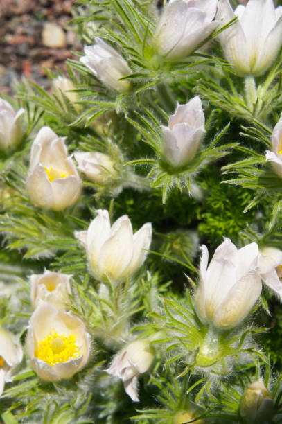 Pulsatilla ludoviciana or Anemone patens or pasqueflower white flowers vertical Pulsatilla ludoviciana or Anemone patens or pasqueflower white flowers vertical anemone ludoviciana stock pictures, royalty-free photos & images