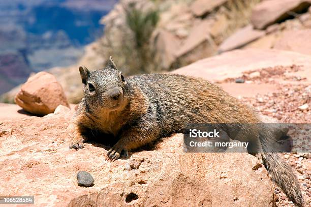 Felsenziesel In Den Grand Canyon Stockfoto und mehr Bilder von Abenteuer - Abenteuer, Am Rand, Amerikanische Kontinente und Regionen